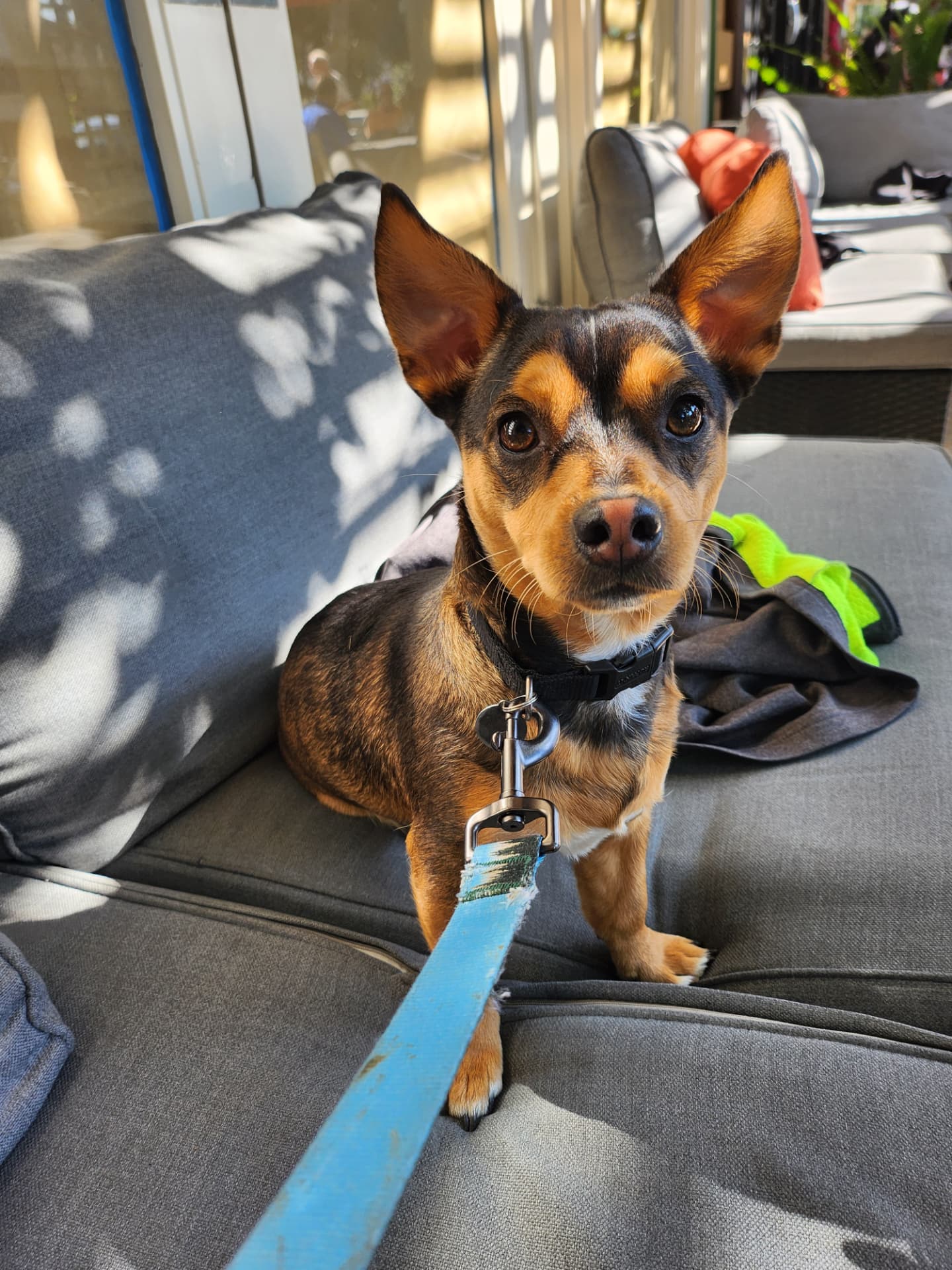 Thor, a small black-and-tan puppy with upright ears sitting on a grey outdoor sofa
